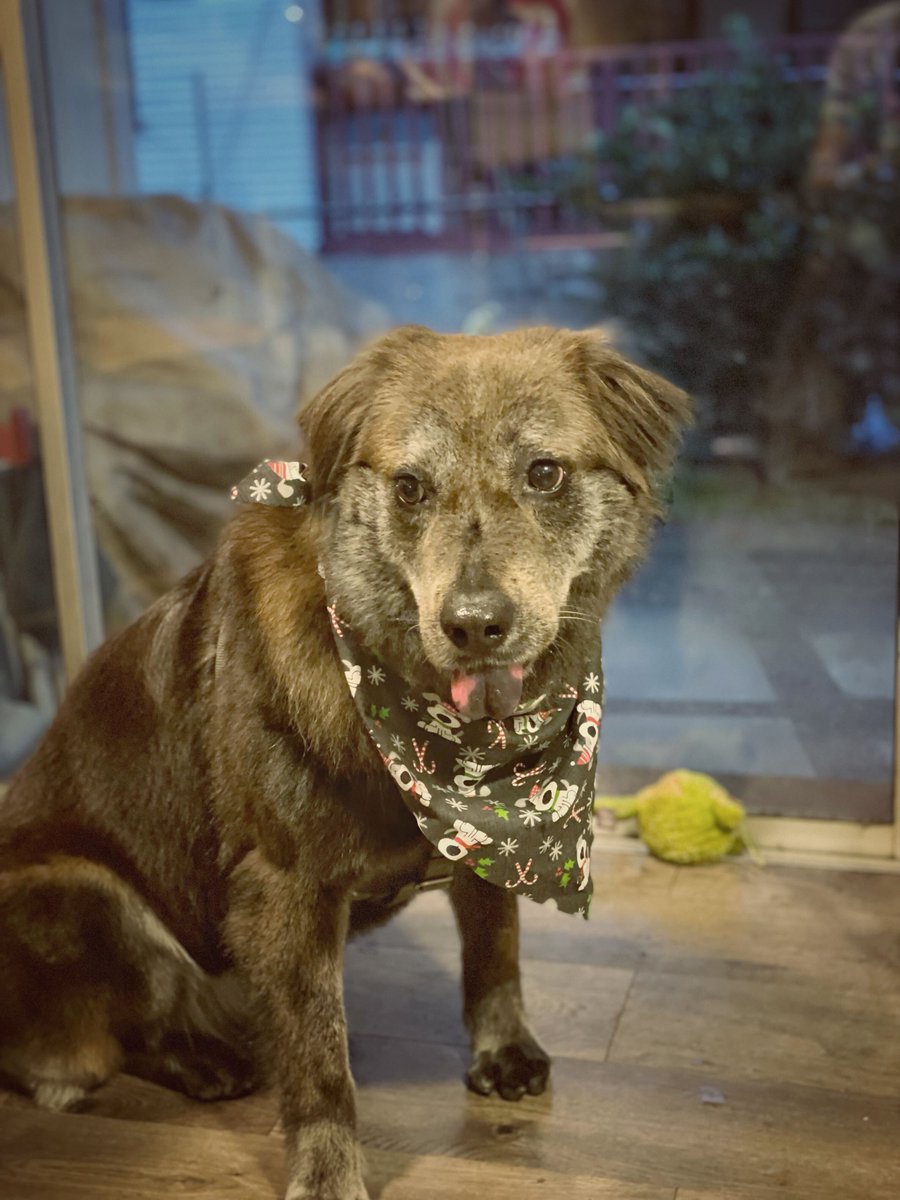 sysedtweets's tweet photo. Happy Monday, everyone! #SYSpets #DogoftheDay https://t.co/gMe7OnIK4F