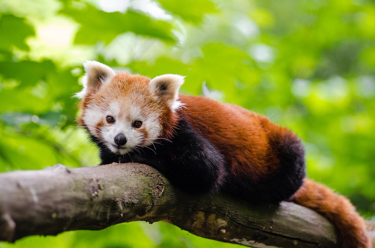 ma_namesCOLLIN's tweet photo. Red pandas have a false thumb, which is actually an extended wrist bone that helps them climb trees.
#NichollsEvolution
Photo credit: Pixabay https://t.co/WgzDK1dlu5