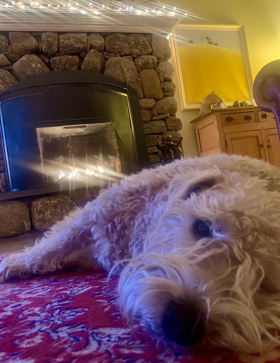 TerrierWheaten's tweet photo. Busy Day - Lots and Lots of Fresh Air - Nighty Nighty Pals!
#goingtobedearly #busyday #dogs #puppies #dogsoftwitter #goagaintomorrow https://t.co/Lab1eyMWbh