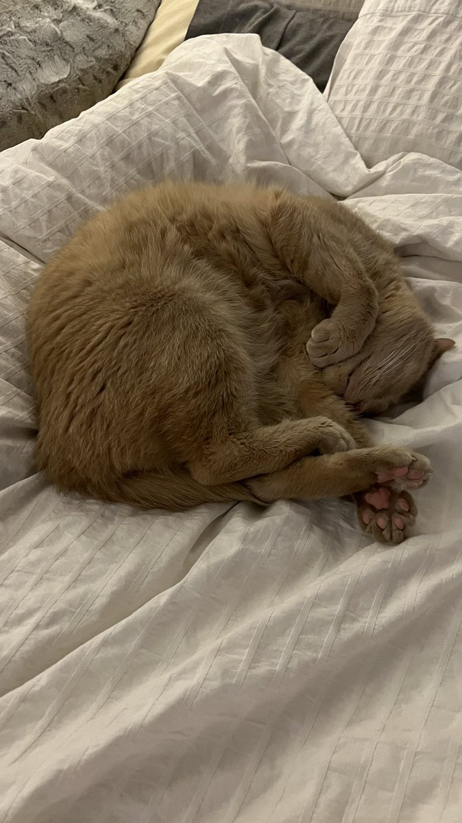 whittymegan's tweet photo. Sleepy man’s 🥰 https://t.co/YxKVDWiViB