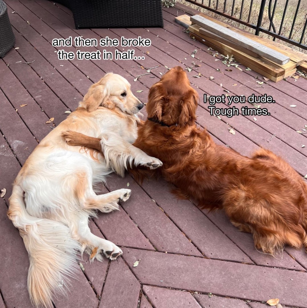 In these tough times, your frens just matter........ 

#Covid19 #Dogfriends #Dogs
(Goldenretrieversofig IG)