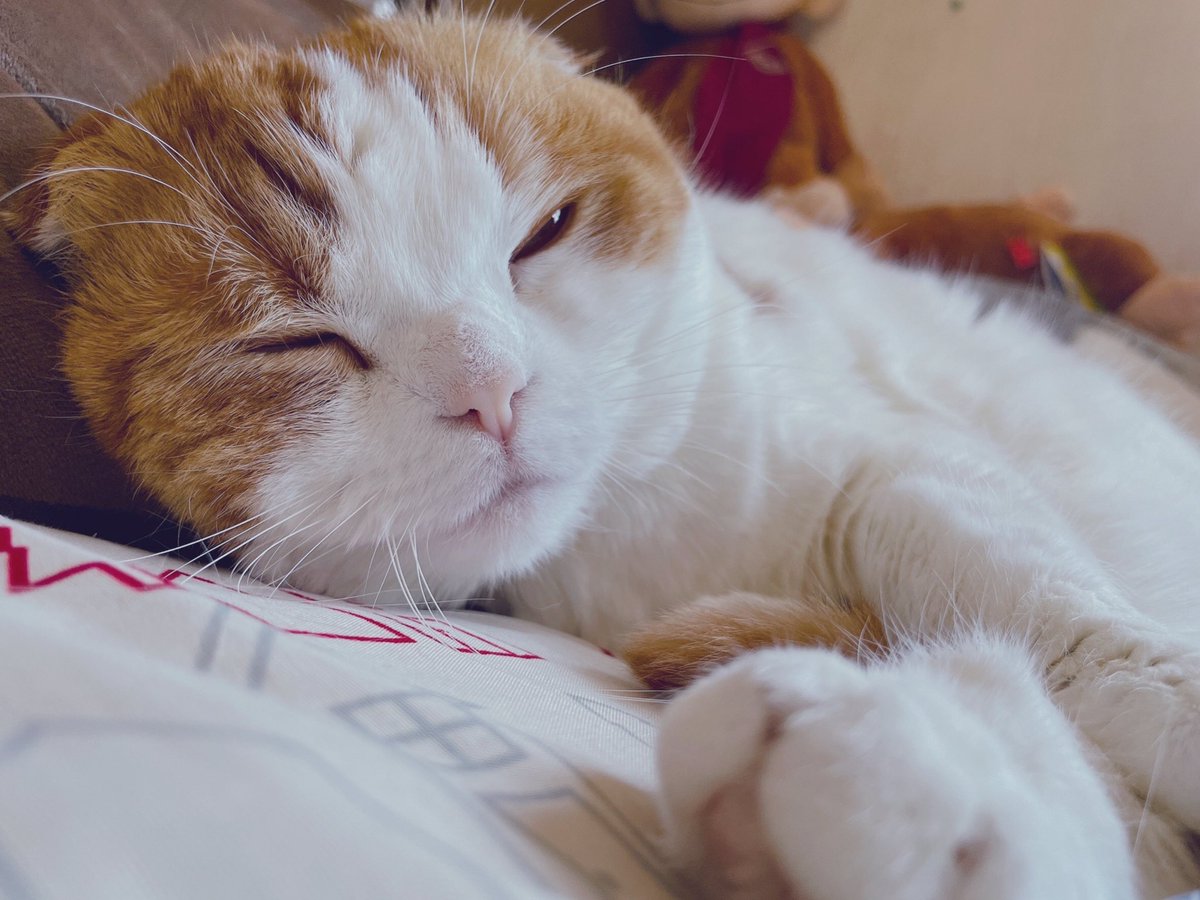 wataamemof's tweet photo. おはよう☀
わたあめ( ＾∀＾)
#寝起きの猫 #猫のいる暮らし 
#猫好きさんと繫がりたい https://t.co/Ph6jqBcRq2
