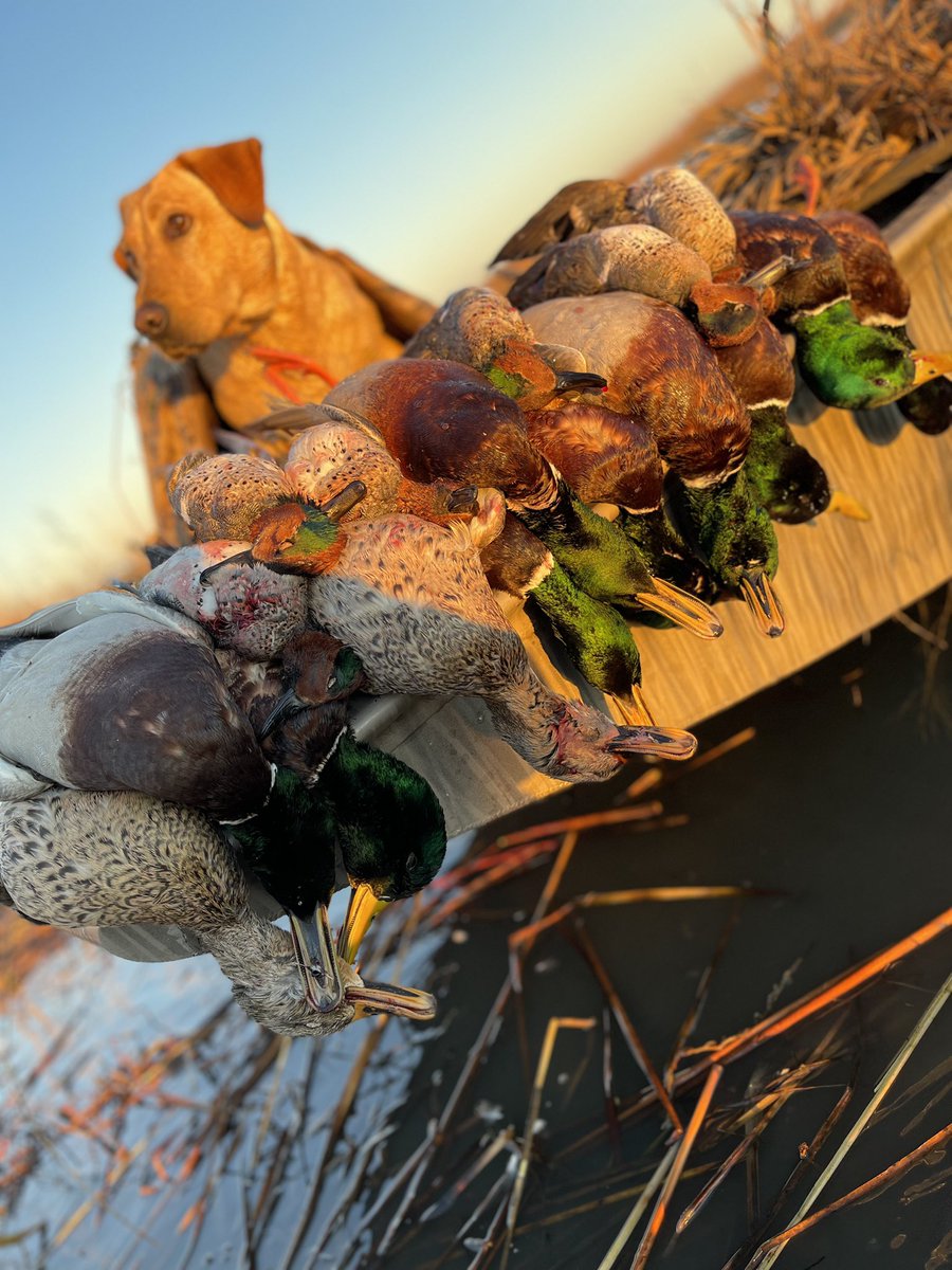 Another great season in the books!Tons of limits, but fellowship w/friends &amp; family is what I love the most! #MakingMemories <a href="/blake_adams_10/">Blake Adams</a> Jake Adams <a href="/Dylan_Adams7/">Dylan Adams</a> <a href="/issacbracken1/">issacbracken</a> <a href="/CarterCarlton1/">Carter Carlton</a> <a href="/DuaneScoggins/">Duane Scoggins</a> <a href="/Landrywideman/">Landry Wideman</a> <a href="/AdubScogg/">Adam W. Scoggins⚾️</a> <a href="/garrett_baskin/">garrett baskin</a> <a href="/bcorsentino11/">blake</a> &amp; Jett(MVP)