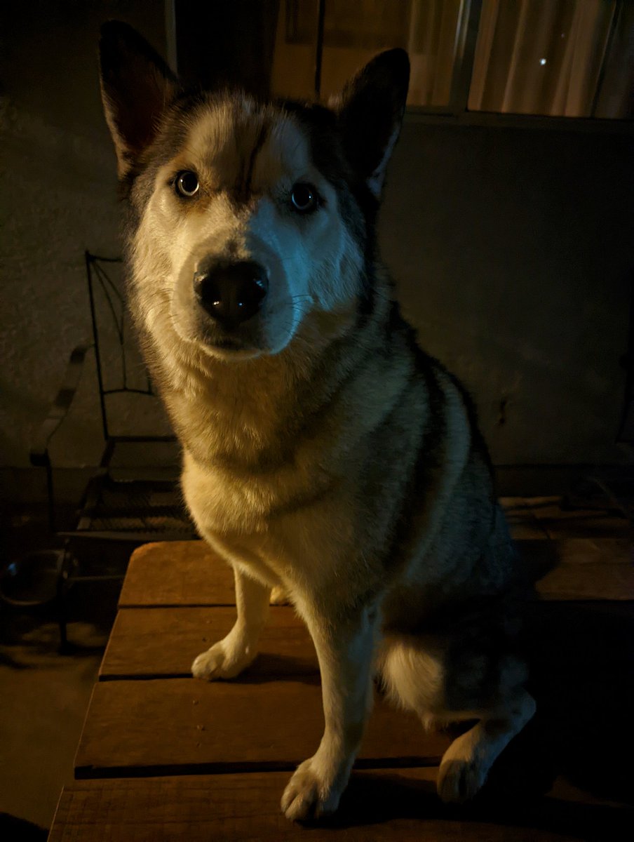 Can't say how much I love this punkass, he knows it too 💛 
#huskylovers #dogsoftwitter #dogmom #adventurebuddy