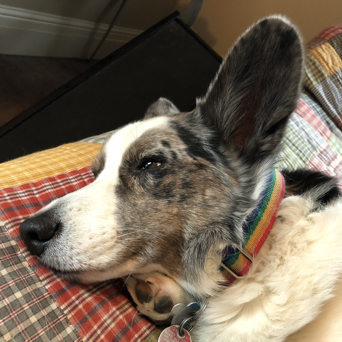 wordpuppet's tweet image. Ever have one of those days when a foot grows out of your neck?  No?  #corgis