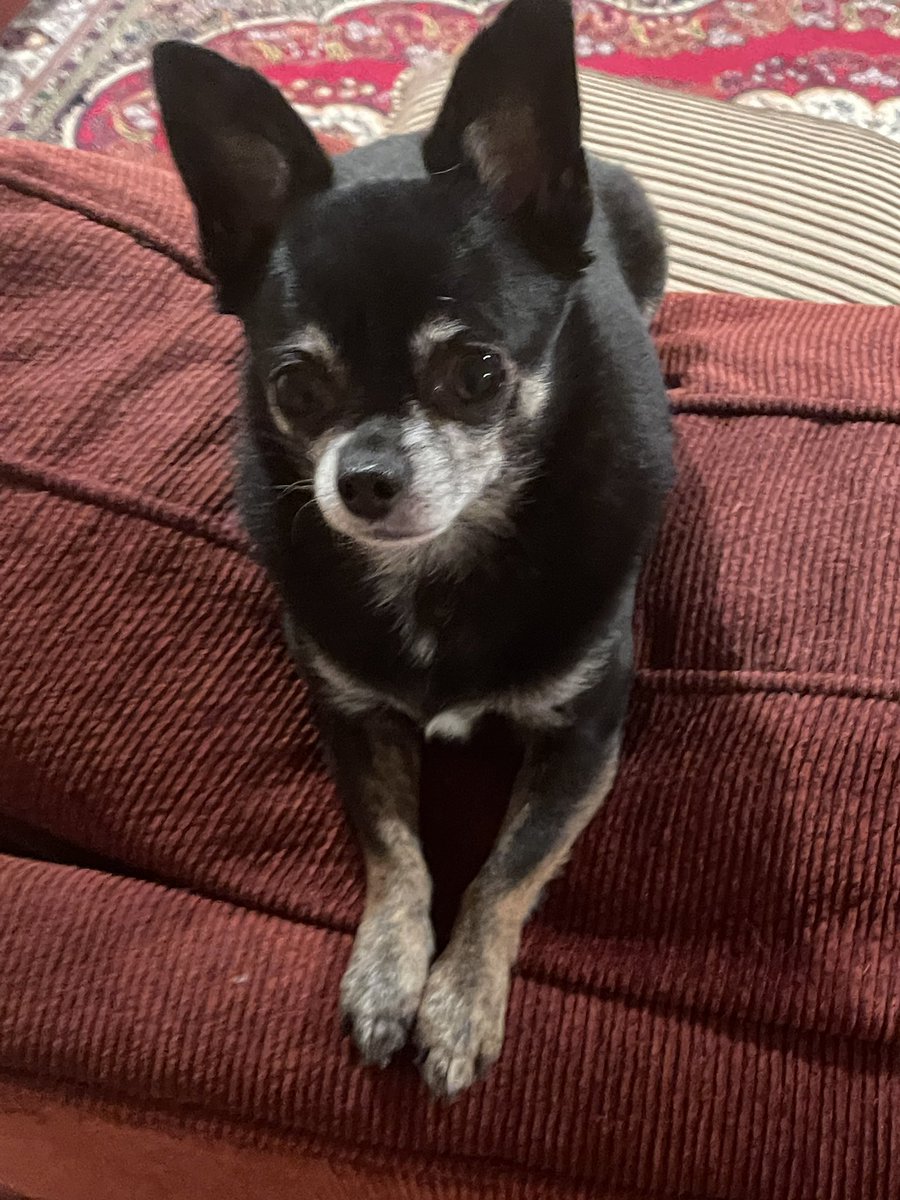 #dogsoftwitter I’m just hanging on the couch waiting for my daddy to come home .
