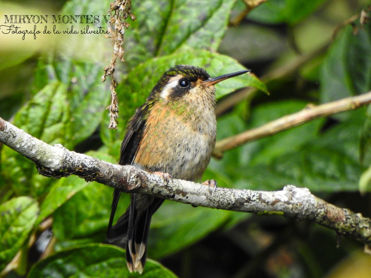 MiryonMontes's tweet photo. Adelomyia melanogenys
#avesdelmacizocolombiano https://t.co/bniIcN9sMH