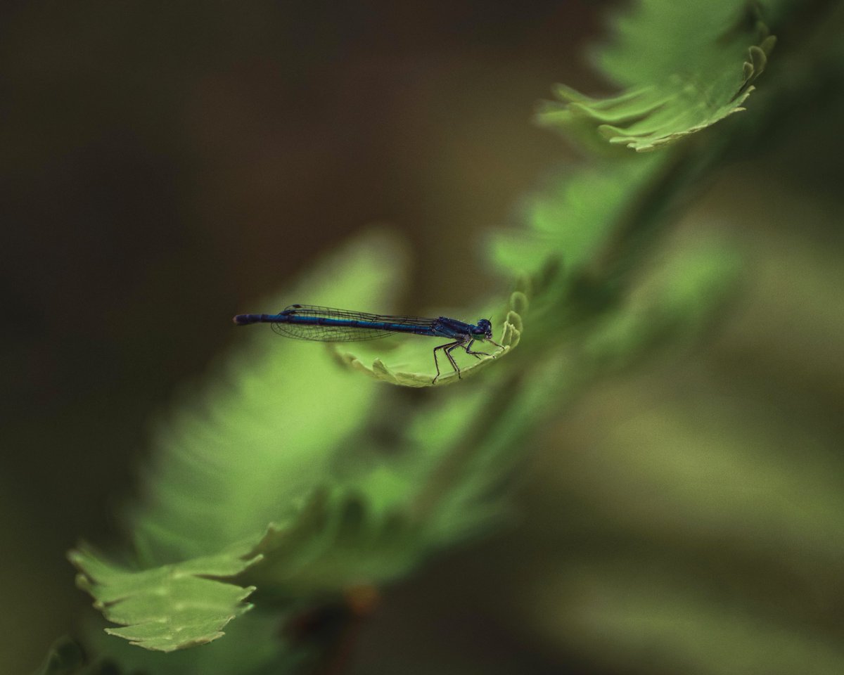 phrankberes's tweet photo. Starting February 1st, I'm indelibly preserving one original nature photo to this collection, every day, forever.
Please join me on this #nftphotography mission that's unlike anything else: Conservation Through Dedication.

https://t.co/9J25sreoNd https://t.co/ShIC7klJnB