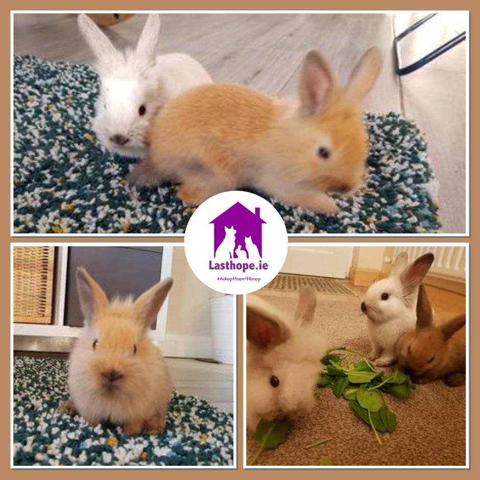 LastHopeAC's tweet photo. 🚨Cuteness Alert🚨⁠
Baby Bunnies anyone??⁠
These little fluffies may come into our care shortly... so please everyone, form an orderly line...⁠
⁠
#adoptdontshop #spaythatstray #fosteringsaveslives #donate #volunteer #bunnycutenessoverload https://t.co/ySQAUkyhy7