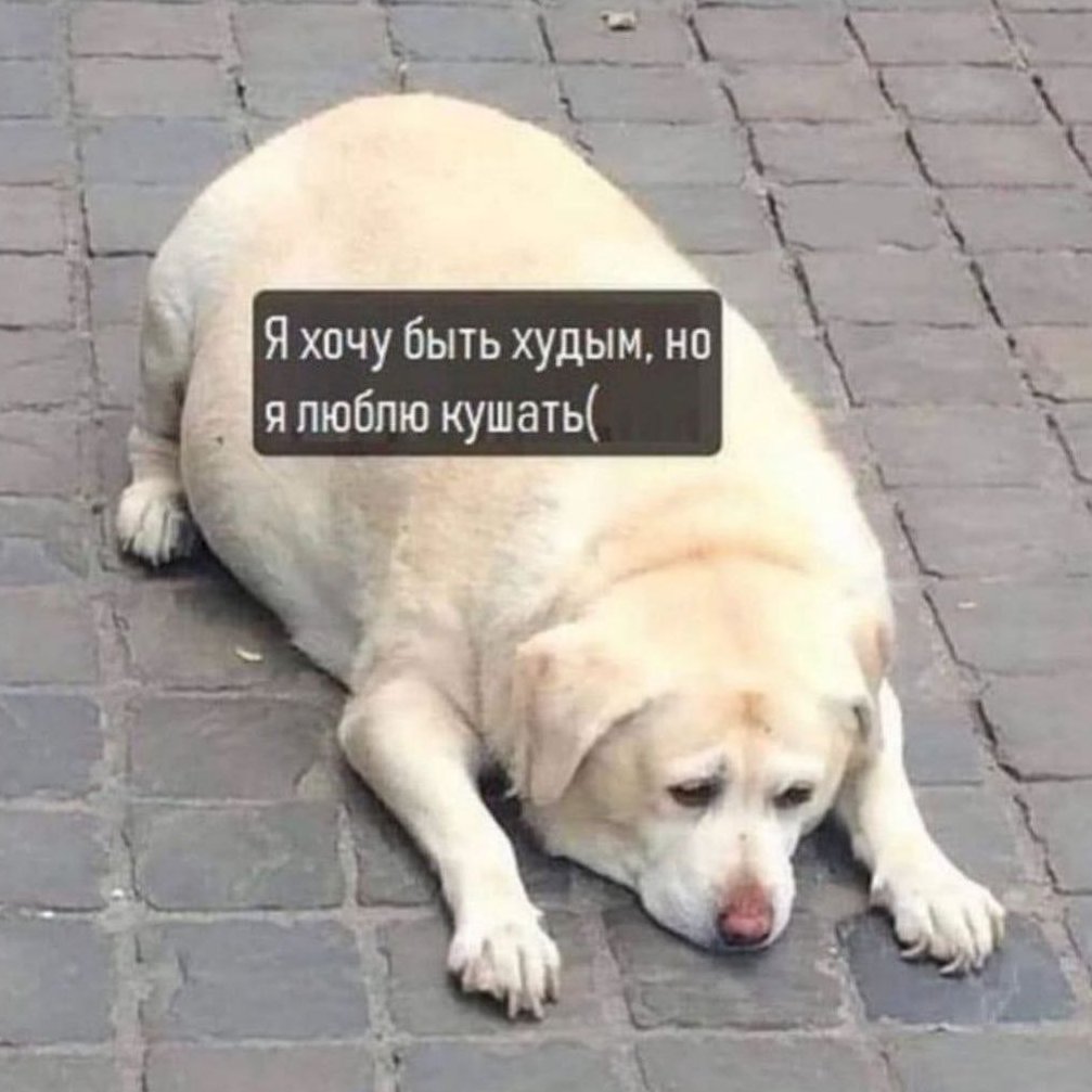 Когда работаешь из дома и любишь кушать дошики...