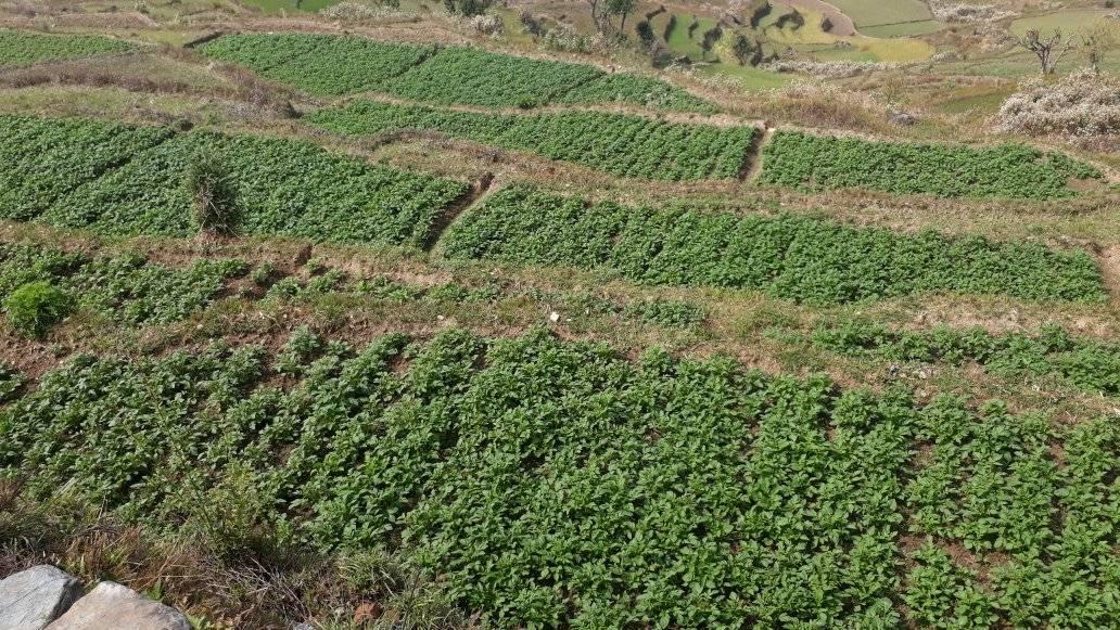 GyanKirtee's tweet photo. #agri photography in rural #Nepal https://t.co/3os2dka67O