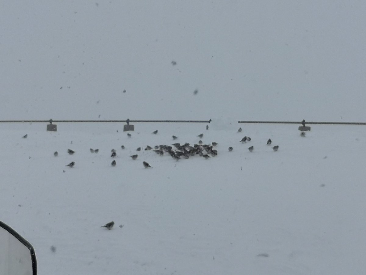 SnowfinchGroup's tweet photo. Time to gathering people from Switzerland, Austria and Montenegro and ringing #snowfinches in the Swiss Alps! Some 85 individual spotted on our arrival, 20 of them with a ring already, let's see how the week goes! https://t.co/2G39d57bFJ