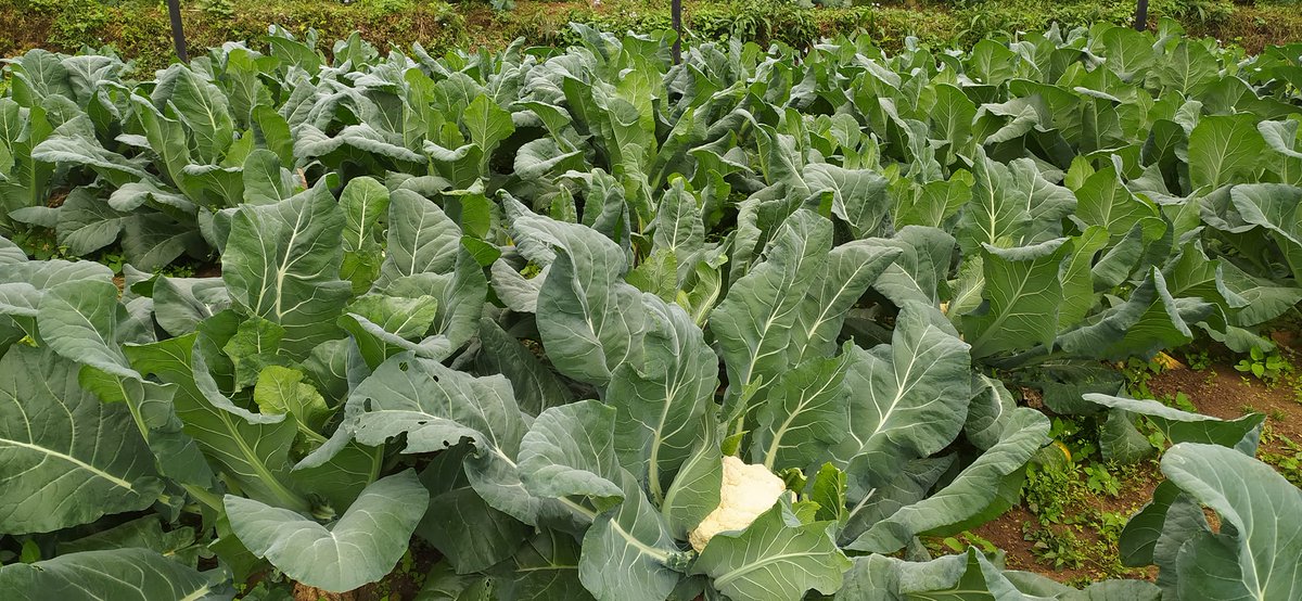 GyanKirtee's tweet photo. #agri photography in rural #Nepal https://t.co/3os2dka67O