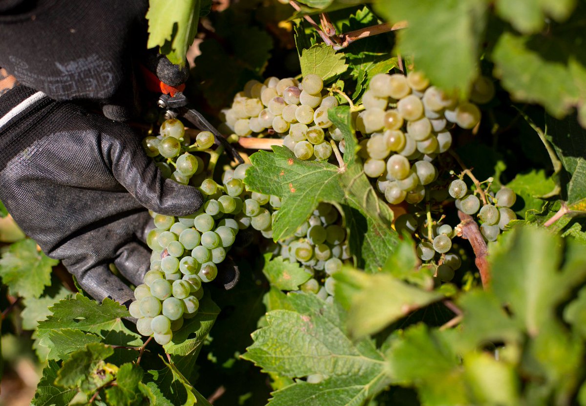 js_viticultor's tweet photo. Varios medios, como @lanuevaespana , han abordado estos días la recuperación de #vinos ancestrales en la @DORueda, además de hablar del trabajo de Javier Sanz para recuperar variedades como la #Malcorta o la #Cenicienta.
https://t.co/9v3JmRbZb7 https://t.co/5r8XgnrrUv
