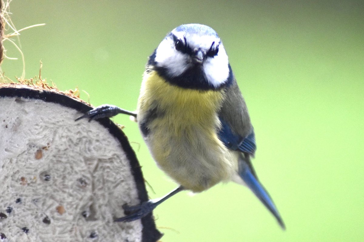 StAudriesBay's tweet photo. Remember your little garden friends in the cold weather, breakfast at St Audries 😊 @StAudriesBay  @wildlife  @WCResorts https://t.co/xzvzon9NMc
