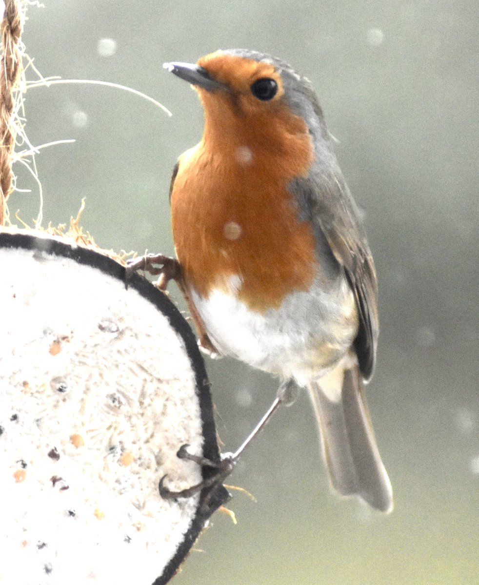 StAudriesBay's tweet photo. Remember your little garden friends in the cold weather, breakfast at St Audries 😊 @StAudriesBay  @wildlife  @WCResorts https://t.co/xzvzon9NMc