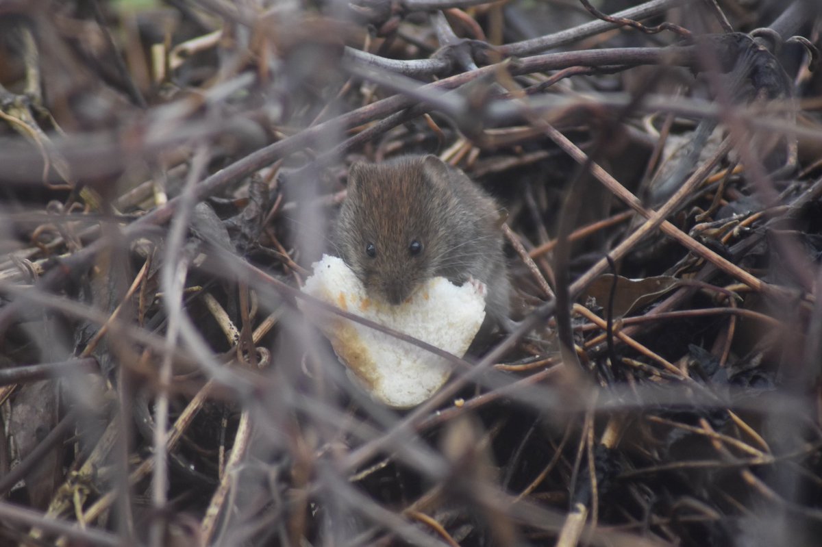 Remember your little garden friends in the cold weather, breakfast at St Audries 😊 <a href="/StAudriesBay/">St Audries Bay</a>  <a href="/wildlife/">wildlife</a>  <a href="/WCResorts/">Westcountry Resorts</a>