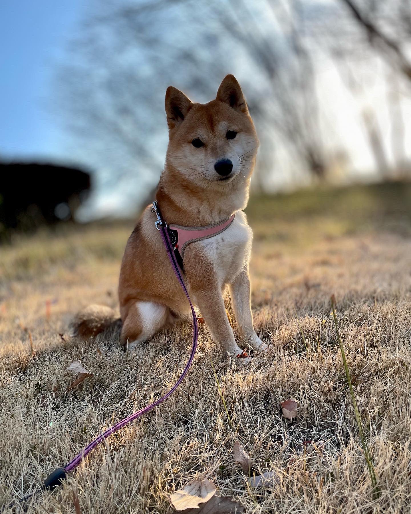 豆柴ここ Cocochan2 Twitter