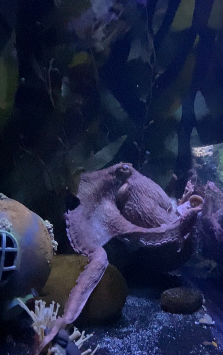 Warda_SSaeed's tweet photo. I was once called an octopus lady for few reasons but getting to play with the Giant Pacific Octopus just gave me the cheesiest smile. A memory that will last for years.❤️ #GratefulforGoodLife https://t.co/FI1aFs63Jj