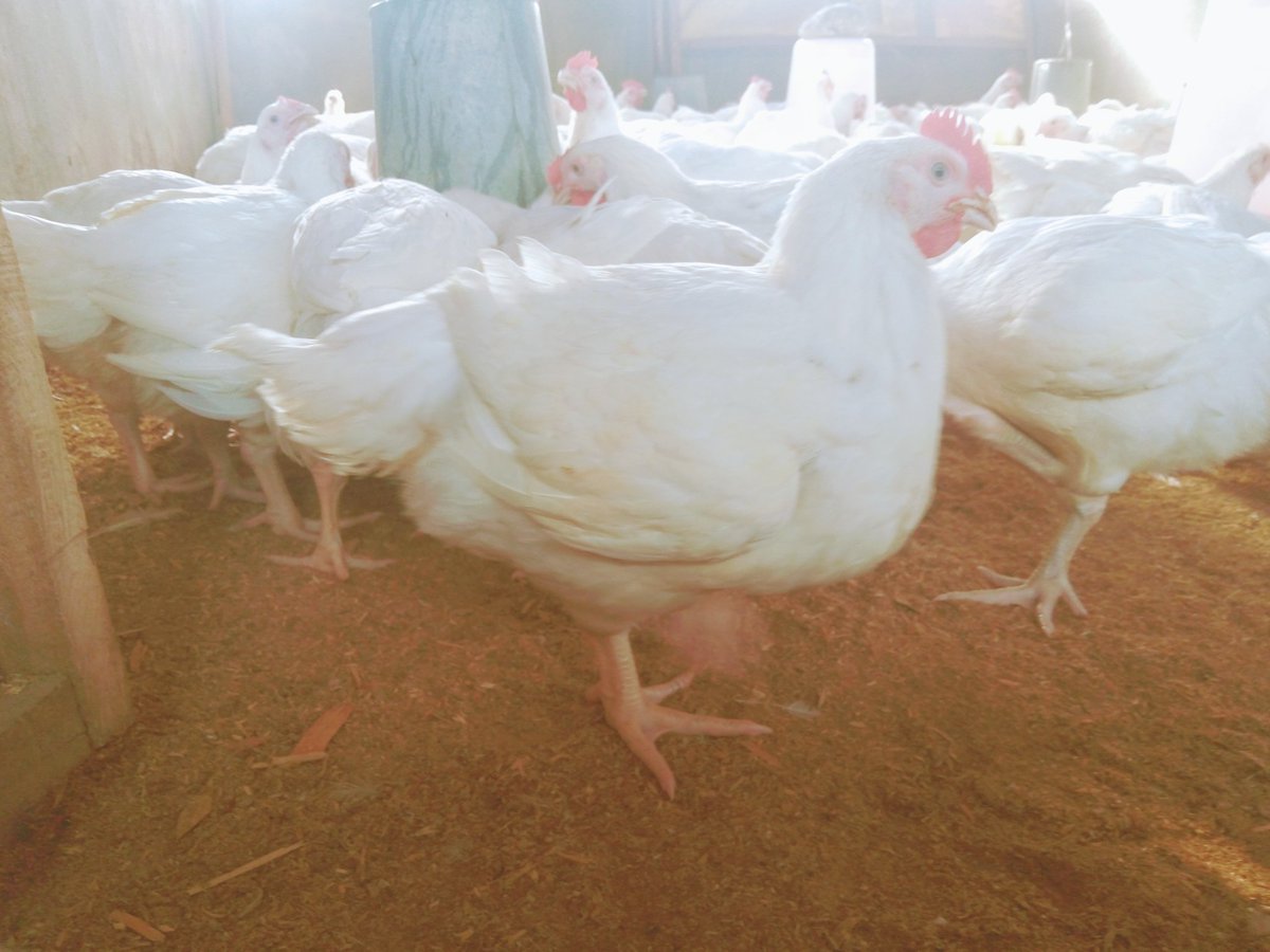 artibfarmNG's tweet photo. We have broilers at different growth stages, it is matter of how you want them. Is it live or dressed? We at your service.
...we materialize your satisfaction!
π£π₯πππππβ
#artibfarm #BroilerFarm #PoultryProduct #PoultryFarming #PoultryConsultant #ArtibGraphix #SafeBirds https://t.co/Wjkd2KSE1Z