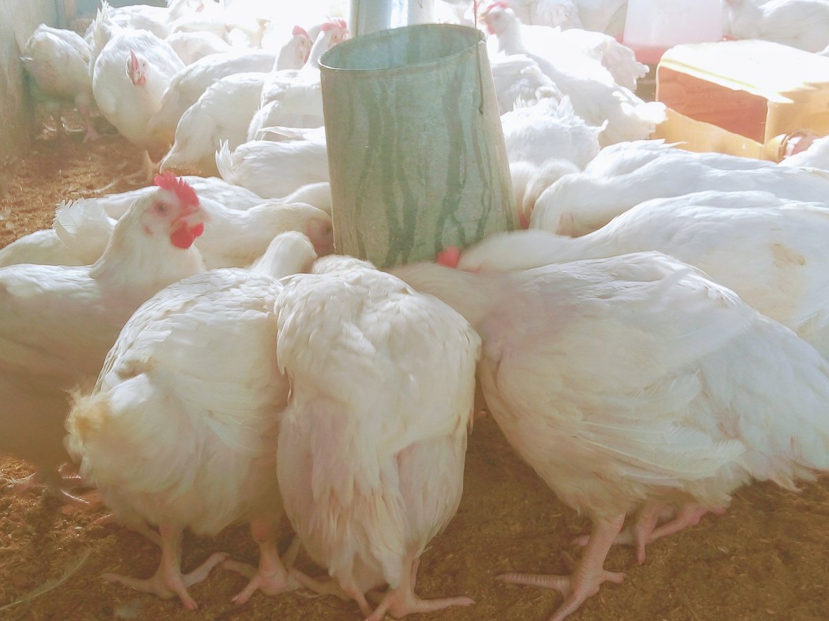 artibfarmNG's tweet photo. We have broilers at different growth stages, it is matter of how you want them. Is it live or dressed? We at your service.
...we materialize your satisfaction!
π£π₯πππππβ
#artibfarm #BroilerFarm #PoultryProduct #PoultryFarming #PoultryConsultant #ArtibGraphix #SafeBirds https://t.co/Wjkd2KSE1Z