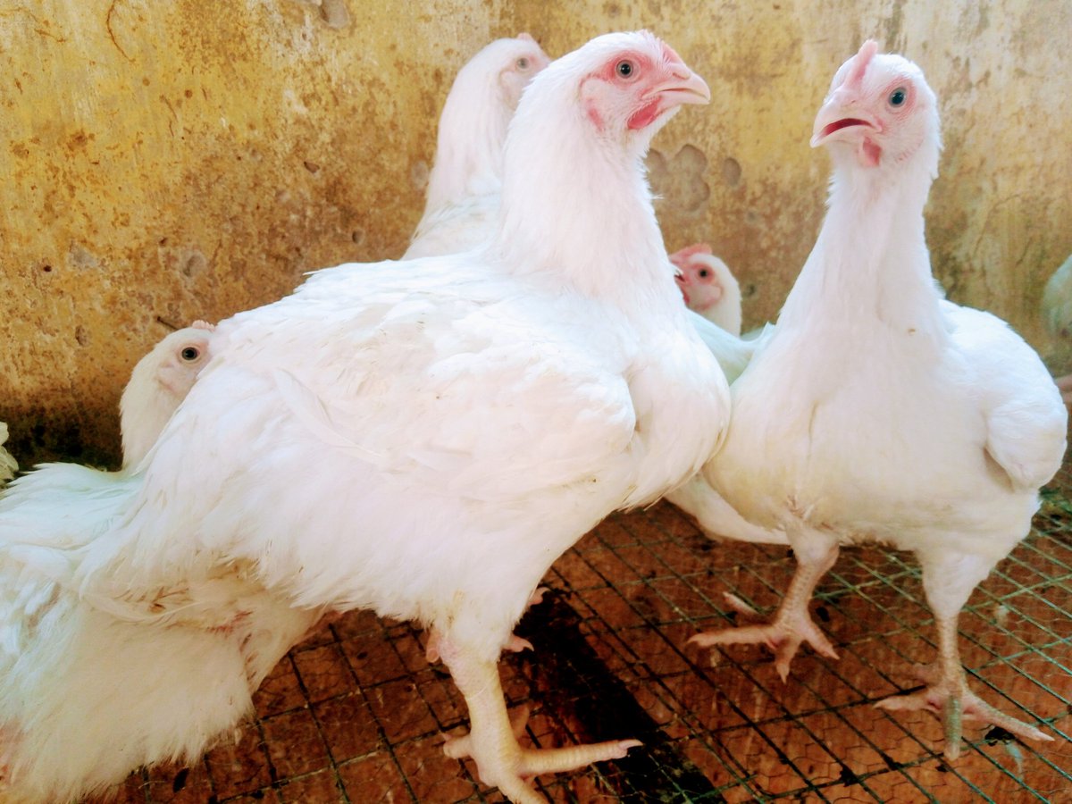 artibfarmNG's tweet photo. We have broilers at different growth stages, it is matter of how you want them. Is it live or dressed? We at your service.
...we materialize your satisfaction!
π£π₯πππππβ
#artibfarm #BroilerFarm #PoultryProduct #PoultryFarming #PoultryConsultant #ArtibGraphix #SafeBirds https://t.co/Wjkd2KSE1Z
