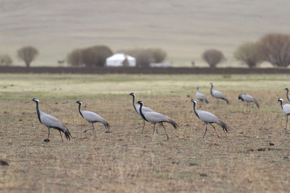 1/4 

New publication alert!!!

Why do Demoiselle crane from Mongolia undertake loop migration?

Full paper: doi.org/10.1186/s40462…  

#ornithology #MovementEcology