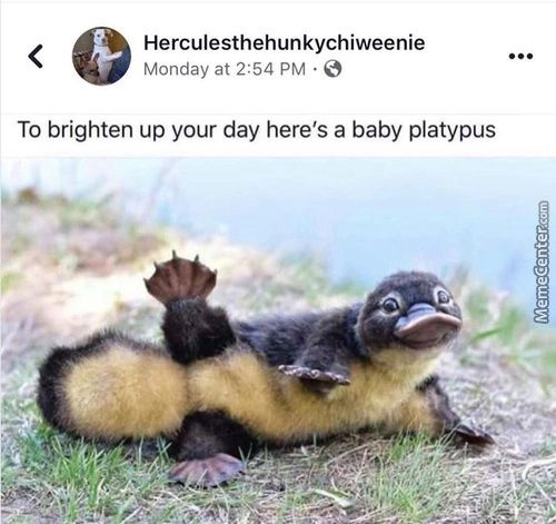 WholesomeMeme's tweet photo. https://t.co/cb83GwWosm