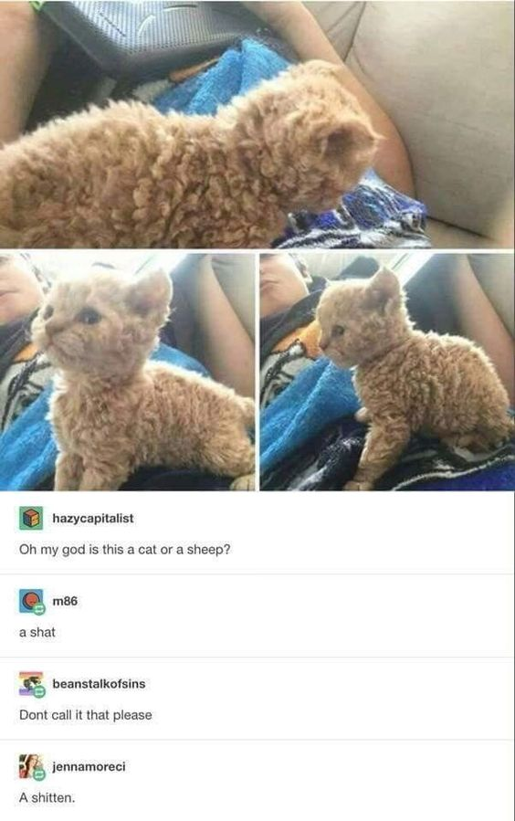 WholesomeMemes tweet media