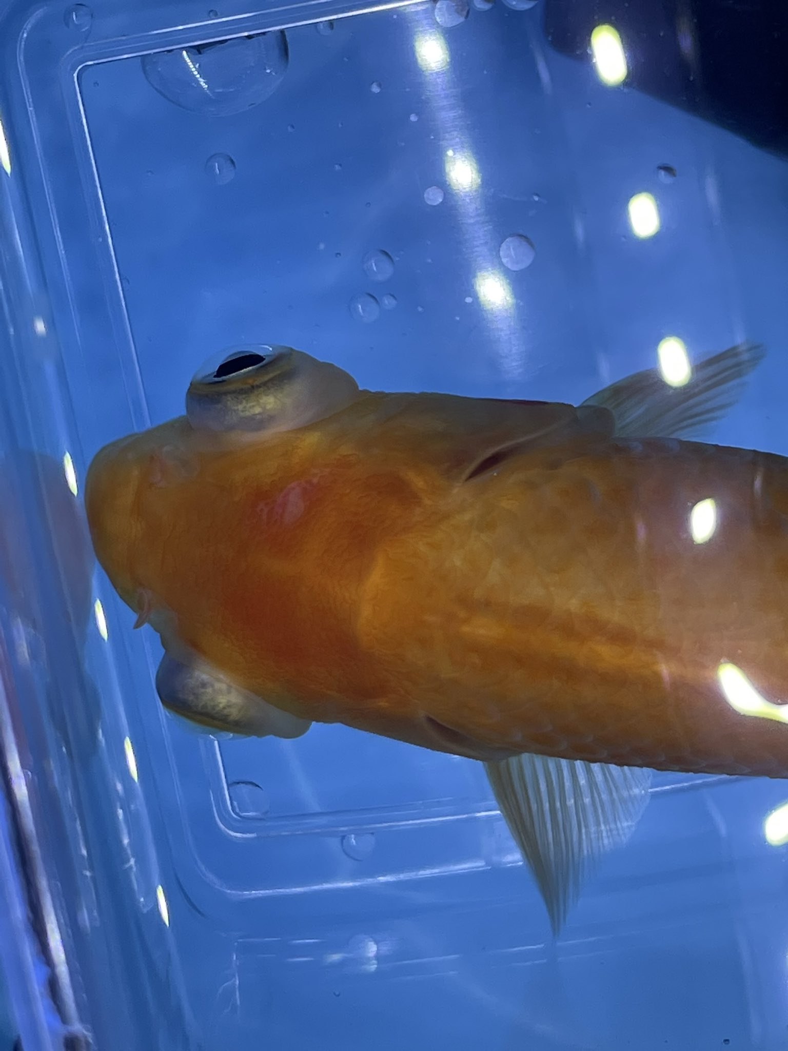 あっち ちーちゃん薬浴はじめました 結局 検索する限りコレ っていうのがわからなかったのですが水疱か穴あきが近いのでは 頭上プクっとなってます どちらもエロモナス菌ですね ちーはポップアイになったので因縁あるヤツです 唯一持っている薬の