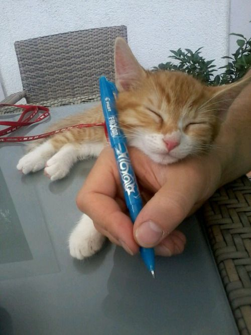 WholesomeMeme's tweet photo. https://t.co/EAGlqRGOTe