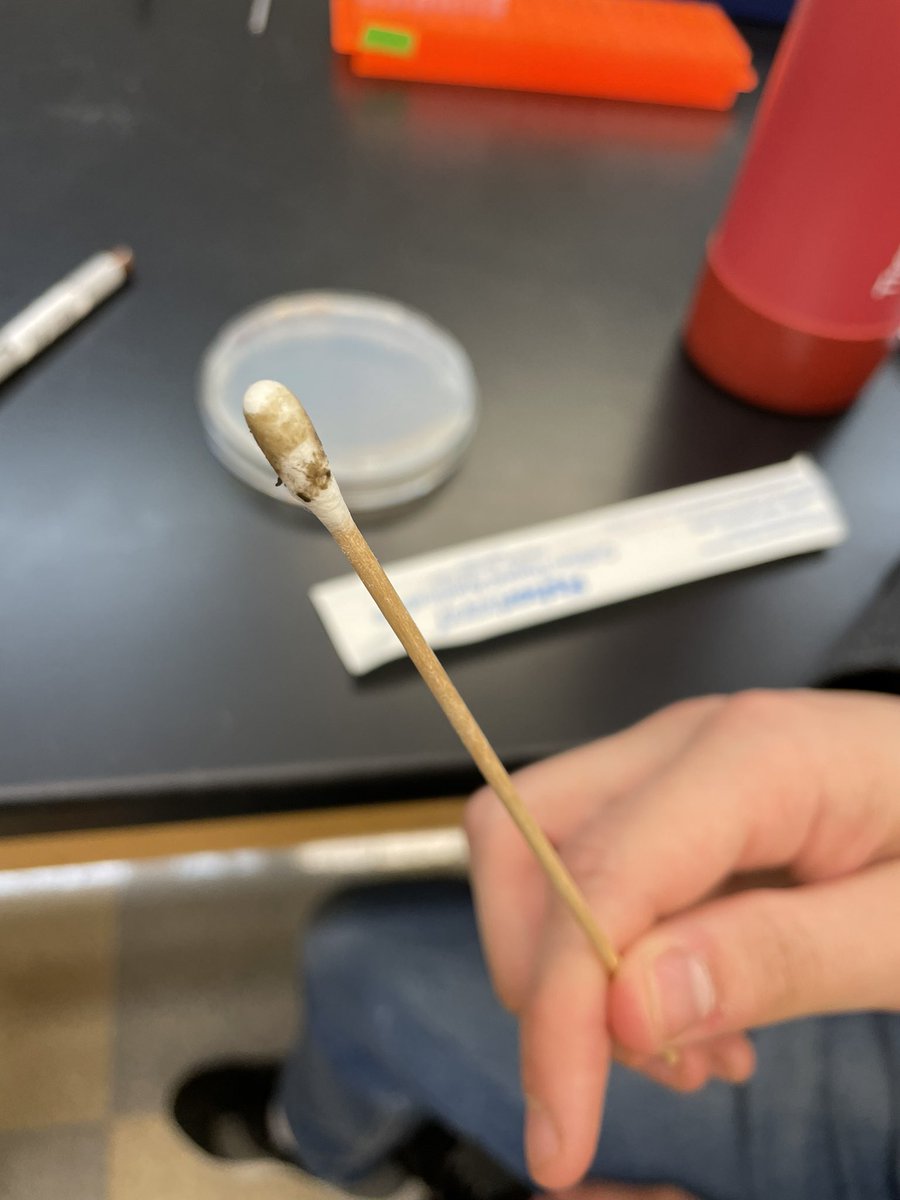 markowenmartin's tweet photo. Lab today with my #Bio111A #TeamMolecular students went well. They learned about streaking, diluting, spreading, and what happens when they swab their water bottles for #WBBs! @univpugetsound @ASMicrobiology https://t.co/fldNj2WxE2