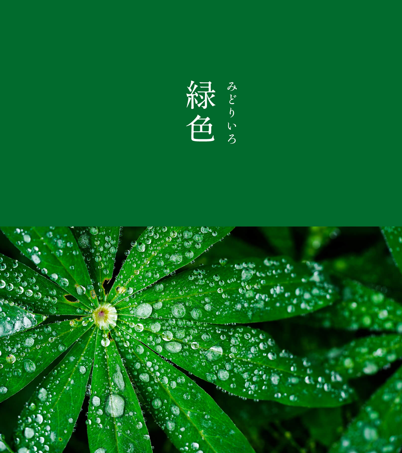 暦生活 こよみせいかつ 10周年 緑色 みどりいろ にっぽんのいろ 日本書紀 にも登場する古い色名 かつては緑を含めた寒色系の色をすべて あお と呼んでいました 初夏の若葉のような明るい色から 生い茂る古草のような暗い色まで幅広い色み