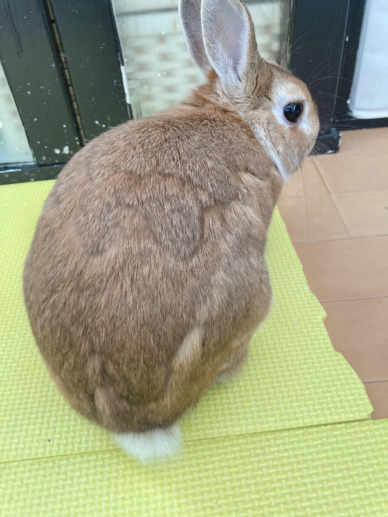 Mi K レイくん 仕事終わってから レイくんの爪切りに 車移動中終始 ﾌﾞﾙﾌﾞﾙ 爪切りとお耳のお掃除してもらいました レイくん おやつ買ったか許して うさぎのいる暮らし うさぎ好きさんと繋がりたい うさぎ うさぎ爪切り T Co