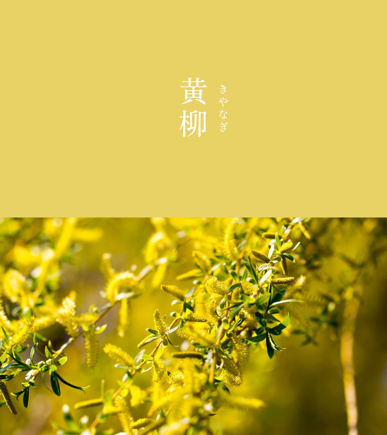 Twitter 上的 暦生活 こよみせいかつ 10周年 黄柳 きやなぎ にっぽんのいろ 春の初め 葉を伸ばす前に付ける柳の花の 色に由来します 色名に 柳 を冠する色は平安時代から数多くあり 織物や染物などに用いられてきました どこか柔らかく ふわりとした