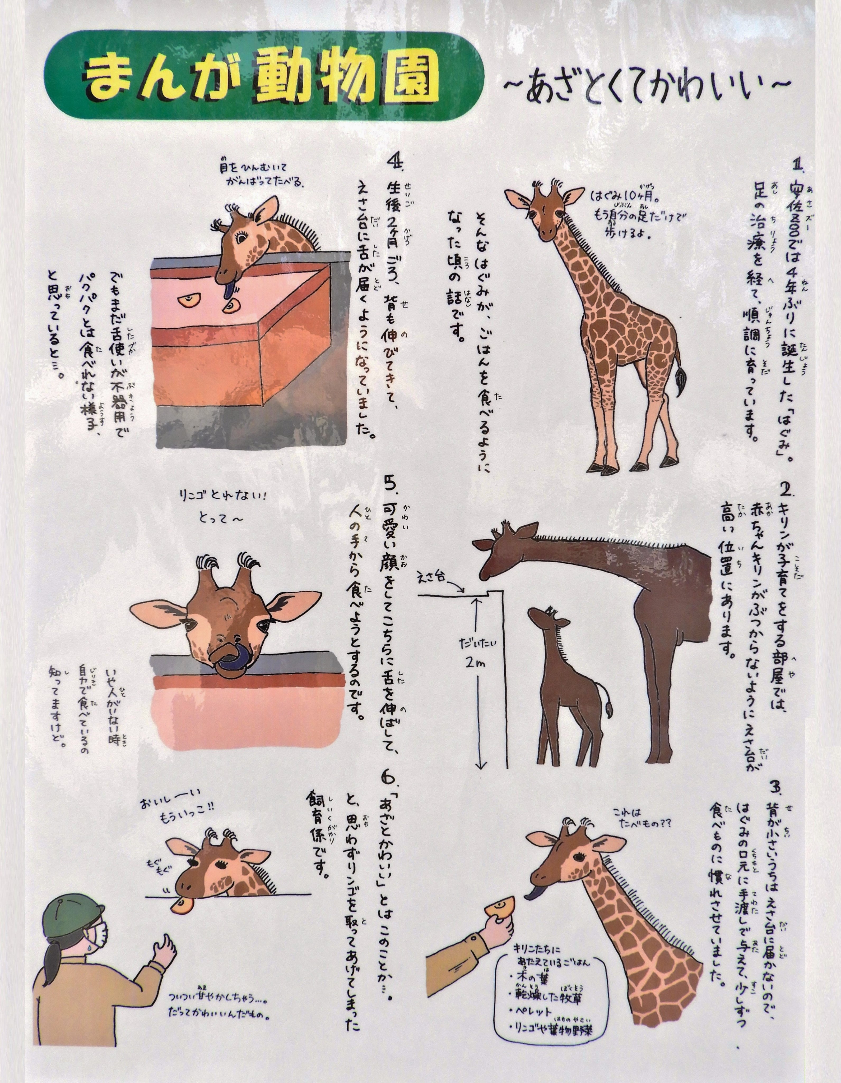 広島市安佐動物公園【公式】 on X: 