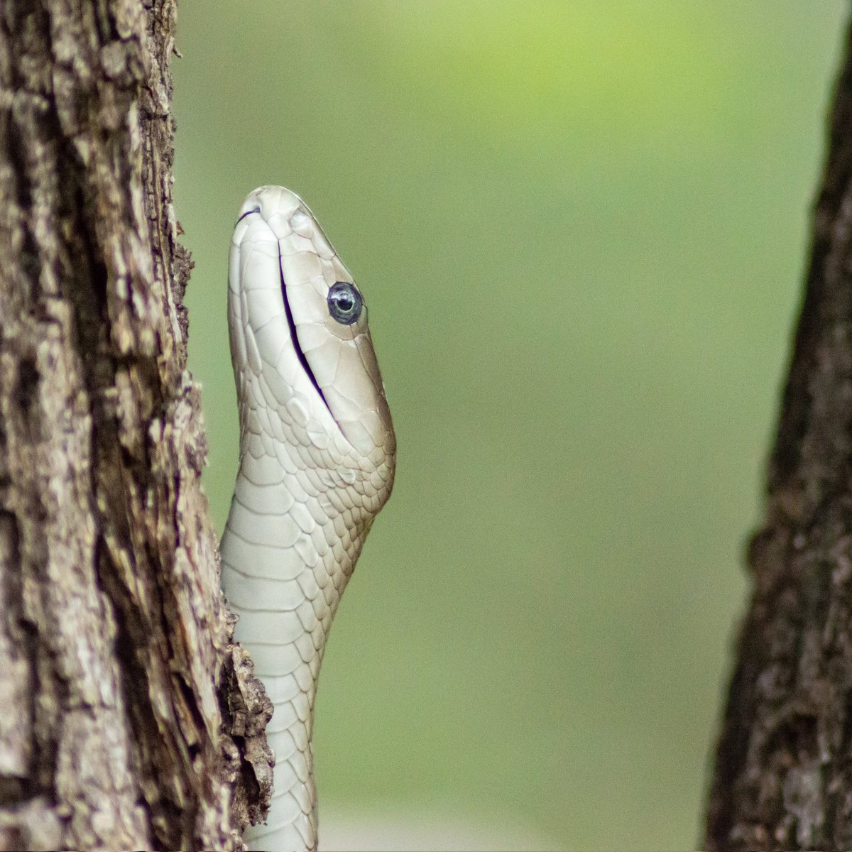 Today is #NationalSerpentDay Another day to celebrate snakes &amp; how amazing and important they are. Here's a black mamba, feared by many because of its size and black mouth. Many myths are spread about this snake and today's another day to dispel those myths