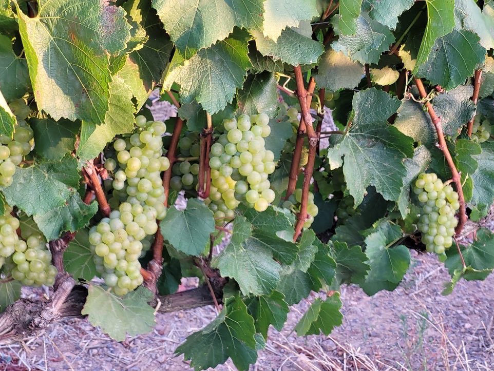 Early morning sampling on my doorstep... Chardonnay will be ready in a couple of weeks, rosé next week. #elginmagic #experienceelgin #elginwine #harvest #vineyards #southafricanwine #thisishome #viticulture #2022harvest