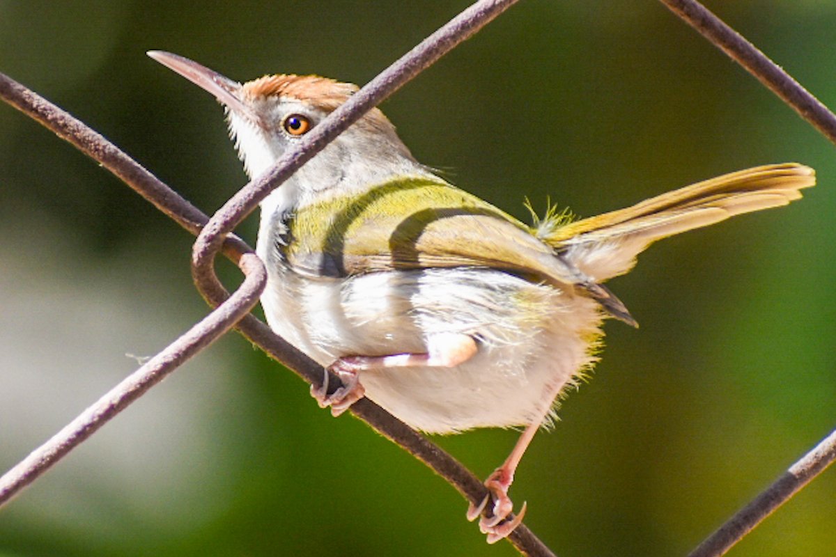 Dharmeshjraval4's tweet photo. Common tailorbird!!
#IndiAves @IndiAves
#luv4wilds @WorldofWilds
@ThePhotoHour @BirdLife_Asia #nikonindia #birdphotography #BBCWildlifePOTD @BirdWatchingMag @NatureIn_Focus @NikonIndia #ThroughYourLens
#BirdsSeenIn2022 https://t.co/wuYUa4N7c6