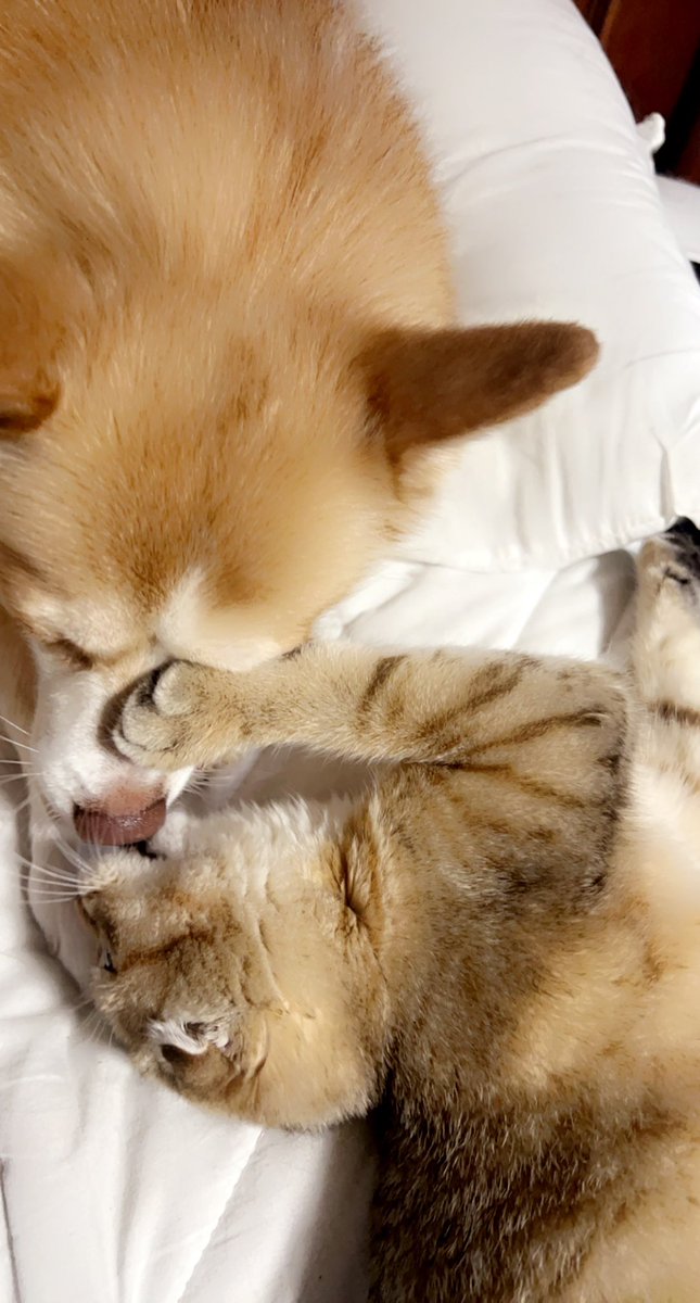LucyMooseyGoose's tweet photo. this is me and my sister cousin. we had a tail-wagging nap earlier. i’m a pomsky from new york and she’s a scottish fold from russia. sounds like a party. #Cousins #DogsofTwittter #CatsOfTwitter #Russia #NewYork #makeusfamous https://t.co/84qHb7t2YC