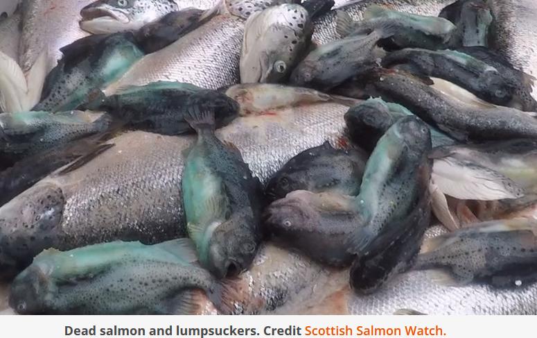EXPOSED: Salmon Scotland's Dirty Trade in Cleaner Fish tinyurl.com/3vb39yvm
Scottish salmon farming – along with millions of cleaner fish – is dead in the water! <a href="/ScotlandSalmon/">Salmon Scotland</a> <a href="/MowiScotlandLtd/">Mowi Scotland Limited</a> <a href="/scotseafarms/">Scottish Sea Farms</a> @marinescotland <a href="/onekindtweet/">OneKind</a> <a href="/mcsuk/">Marine Conservation Society</a> <a href="/TheOpenSeas/">Open Seas</a> <a href="/ciwf/">Compassion in World Farming UK</a> <a href="/scotgp/">Scottish Greens</a>