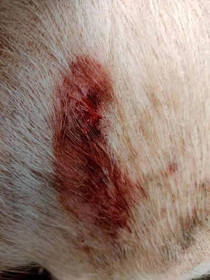 After being attacked by KIA and local PDF, Junta Terrorists fired heavy artillery into civilian areas in #Kutkai town, Eastern #Shan State from the strategic hill at 8:30am on Feb1, INJURING one civilian and some animals and DAMAGING 3 homes at No.1 ward.
#WhatsHappeningInMyanmar