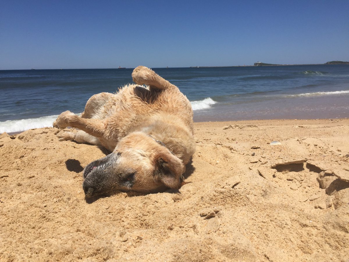 irrigationagro's tweet photo. @LucyThack Then you get the sand shaker in the car and inside if you are that way inclined. Nice to know he put his life on the line for you. Here is the late Miss Roxy (ACD No. 6 &amp; Rescue No.6) a few years back showing her Vegas and coastal styles. Grot 🤨 https://t.co/AtYhGYFxVA
