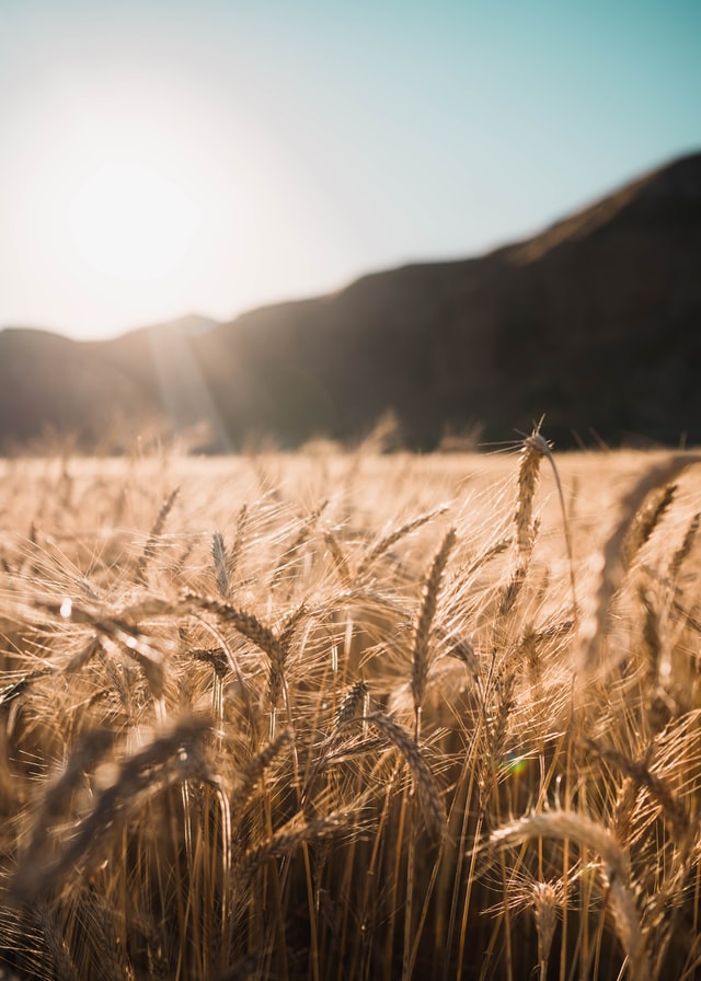 HazelScienceNut's tweet photo. So many great tweets from our students last week about the #studentsymposium! One project I meant to tweet about was by Stephen Rogers in Canberra: Combining machine learning 🖥️ and 🌾to improve #wheatyield and create the #wheat of the future 🦾 with @theGRDC @CSIRO https://t.co/fAgstKtc5p