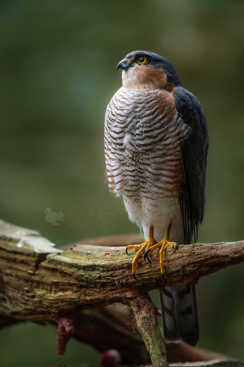 chrispics1984's tweet photo. Still plenty images of this little beauty to share. 

🦅 - Male sparrowhawk
🏴󠁧󠁢󠁳󠁣󠁴󠁿 - North East Scotland, Speyside
📷 - Sony A9 and 200-600
#BirdsSeenIn2022 
#birdphotography 
#birdsofprey 
#sparrowhawk https://t.co/UwvyX4qsya