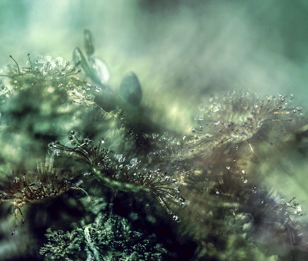 Could we experience #hivemind as a form of #consciousness, or should we turn towards C.G.Jung?
