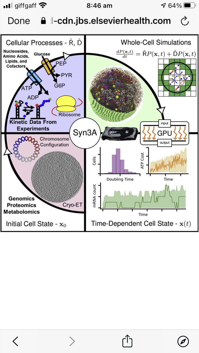 DrLeoRios's tweet photo. Tour the force by Luthey-Schulten et al #synbio 
“Fundamental behaviors emerge from simulations of a living minimal cell”
Full dynamic and spatially resolved model (148 metabolites, 452 proteins, 29 tRNA, 503 ribosomes and 7000 reactions!) @CellCellPress 
https://t.co/0tLQJdsm1n https://t.co/Ac2pJfBsI9