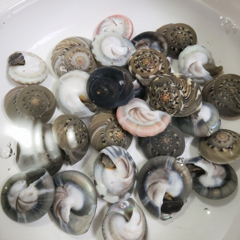 いもとあずき ふと思った ヤドカリを飼う水 水道水に塩を入れるのと 川の水に塩を入れるのどっちがいいんだろうか ペットショップで海水が売っているらしいが 高いながらみになってしまうよ 負担にならないのがいい Twitter