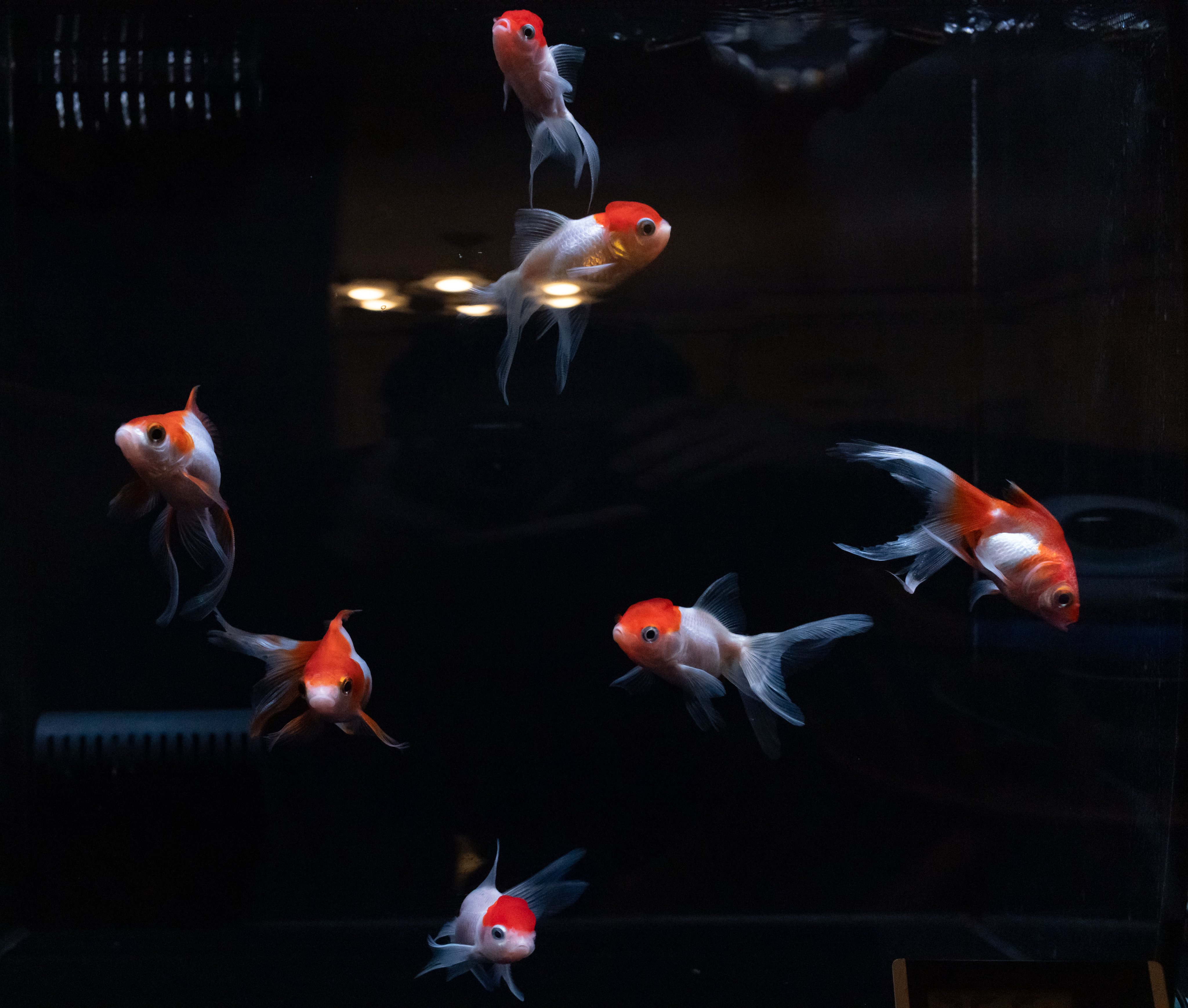 Tom 丹頂 という名の金魚を買ってきた 中央縦4匹がそれ 丹頂鶴を連想させる清楚な体色なのでそう名付けられたそうだ Eos R5 Ef40mm F2 8 1 500 F8 Iso T Co Gcaexitfbj Twitter