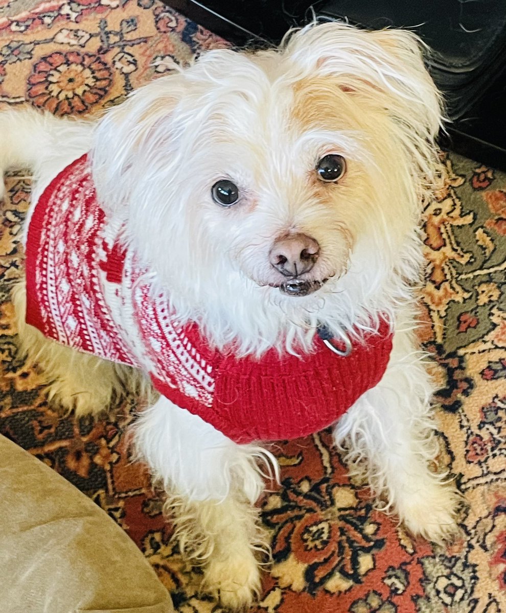 RoseIsRational's tweet photo. @JoyceWhiteVance This is the all time Grand Champion of Shedding. I’ve given up — I vacuum up 2x per week enough hair to make up the entire volume of this dog! *How does he do it?* But mine is not to reason why. . . mine is to vacuum and vacuum. https://t.co/CtYFwGOeoK